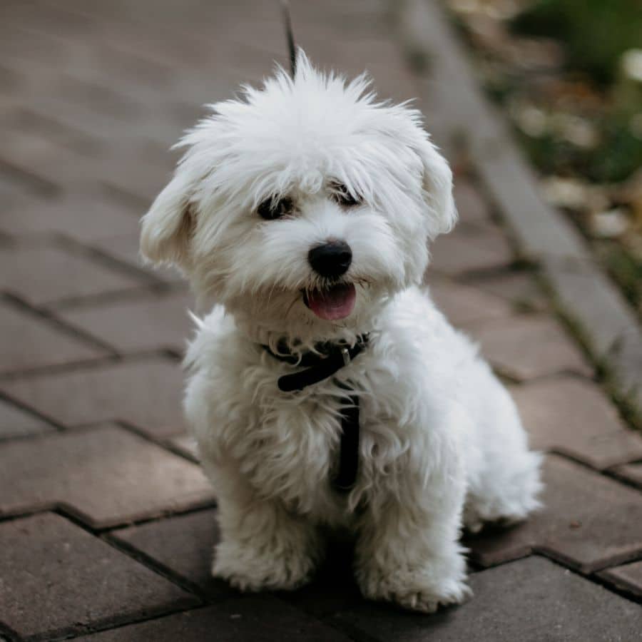 cuidados del Bichon Maltés y su alimentación