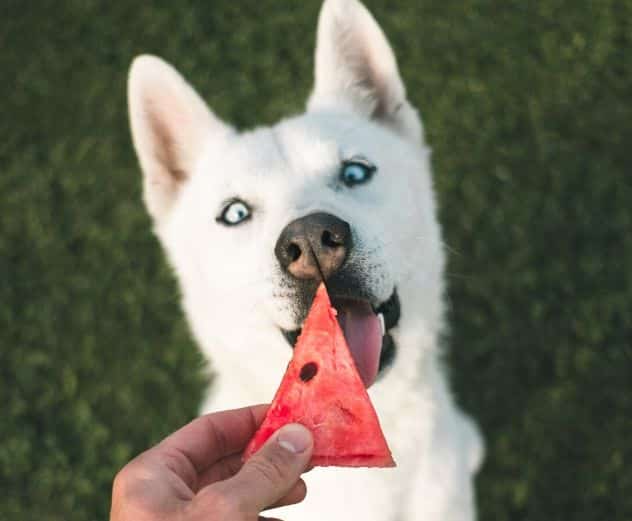 4 Cuidados a tener con tu perro en verano