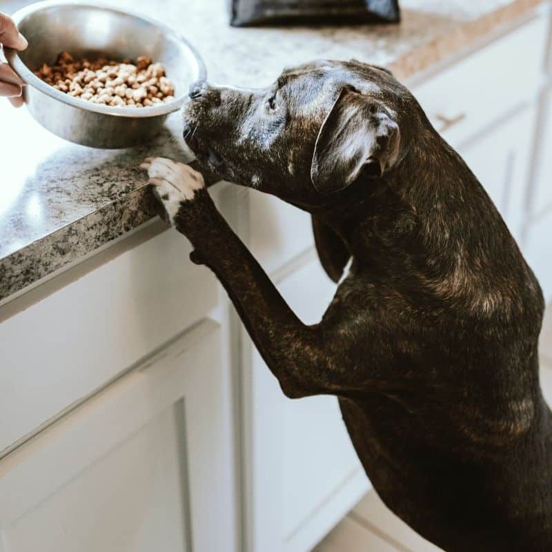 Mangimi per cani: come leggere le etichette nutrizionali