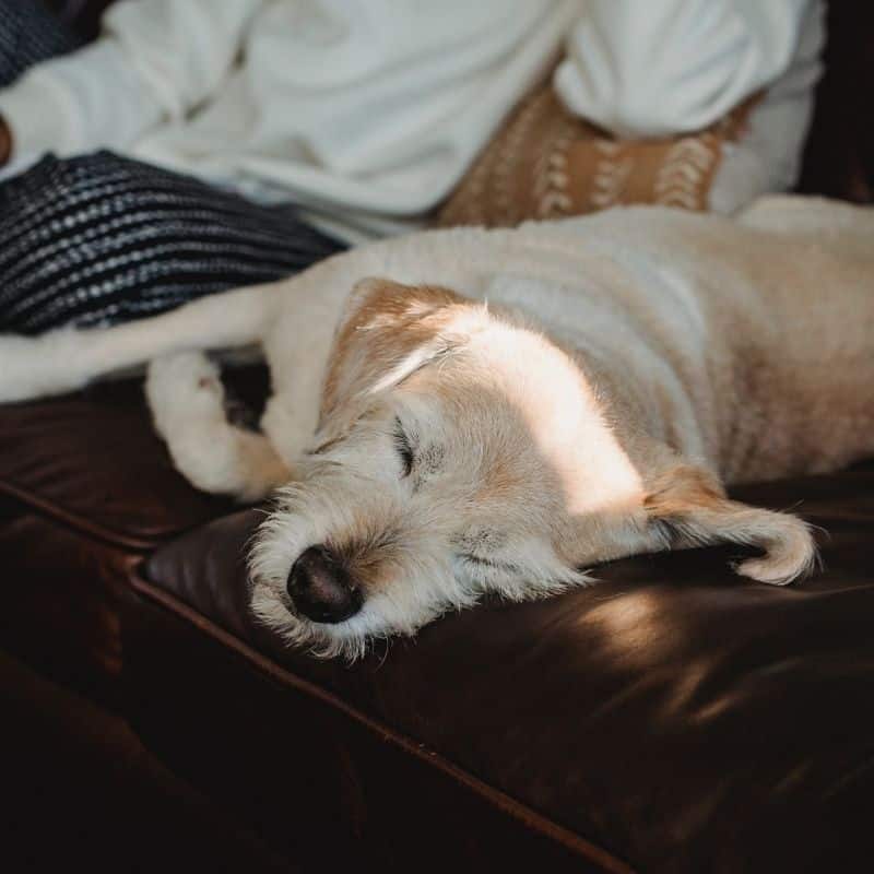 Tigna o micosi del cane: è contagiosa?