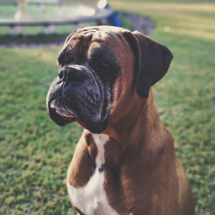 Il mastocitoma canino