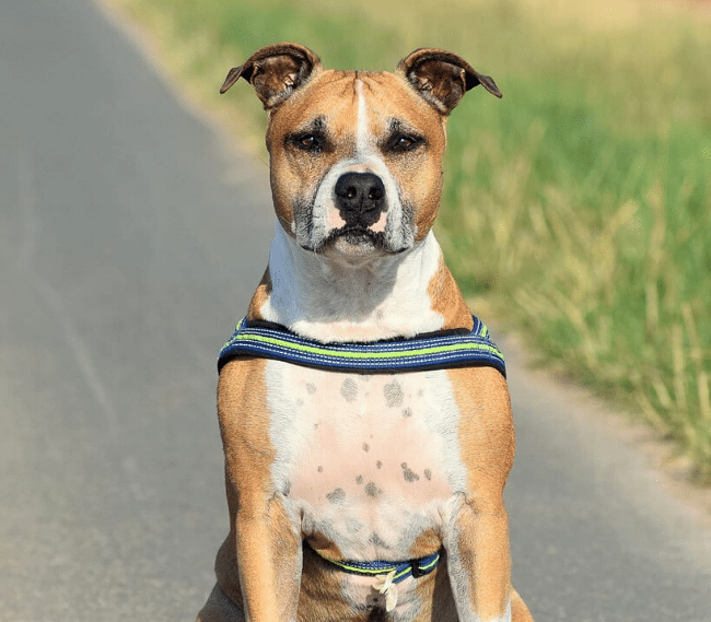 Atassia nel cane e abiotrofia cerebellare