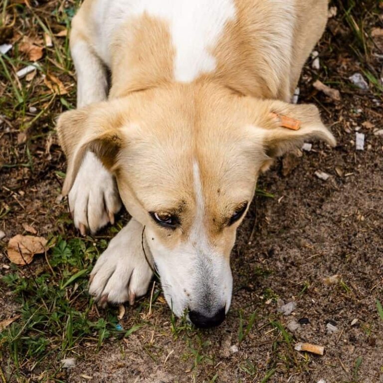 Tosse do canil, Saúde do cão e cuidados