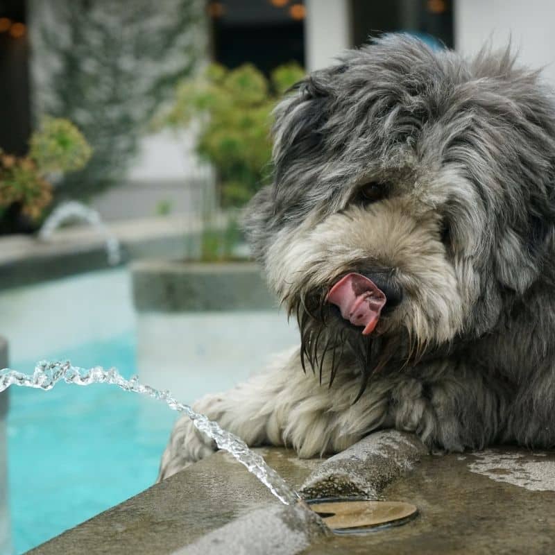 Lepicortinolo em cães