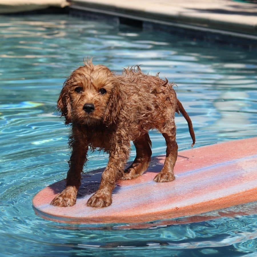 Como manter o seu cão refrescado no verão: 5 dicas