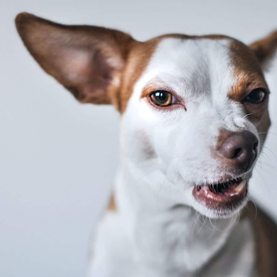 Perché il cane starnutisce?