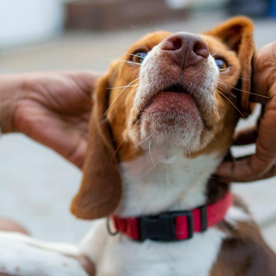 Masajea a tu perro paso a paso