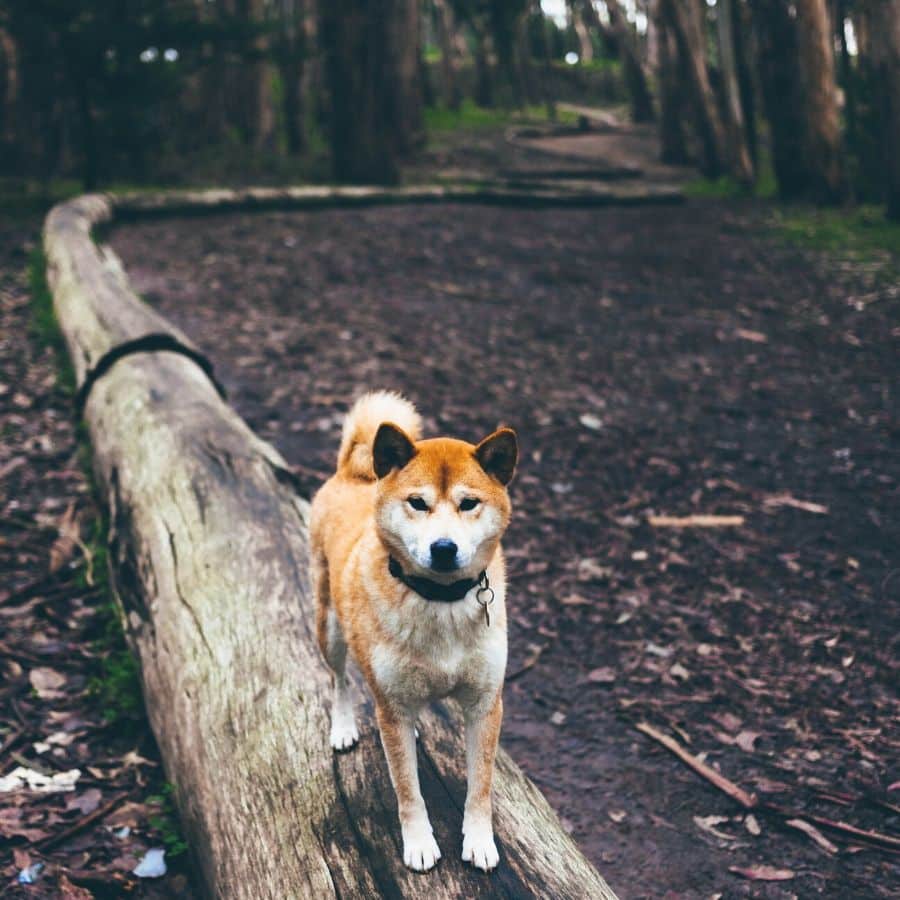 10 razas de perros japoneses