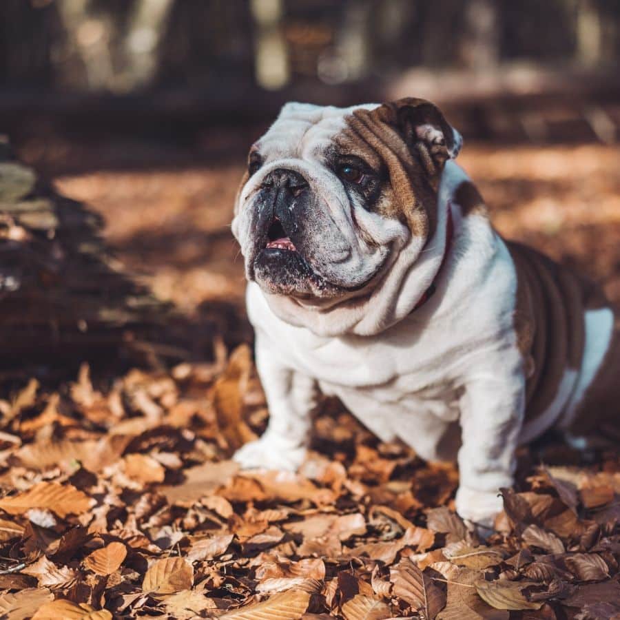 Cianosi nel cane: sintomi, cause e trattamenti necessari