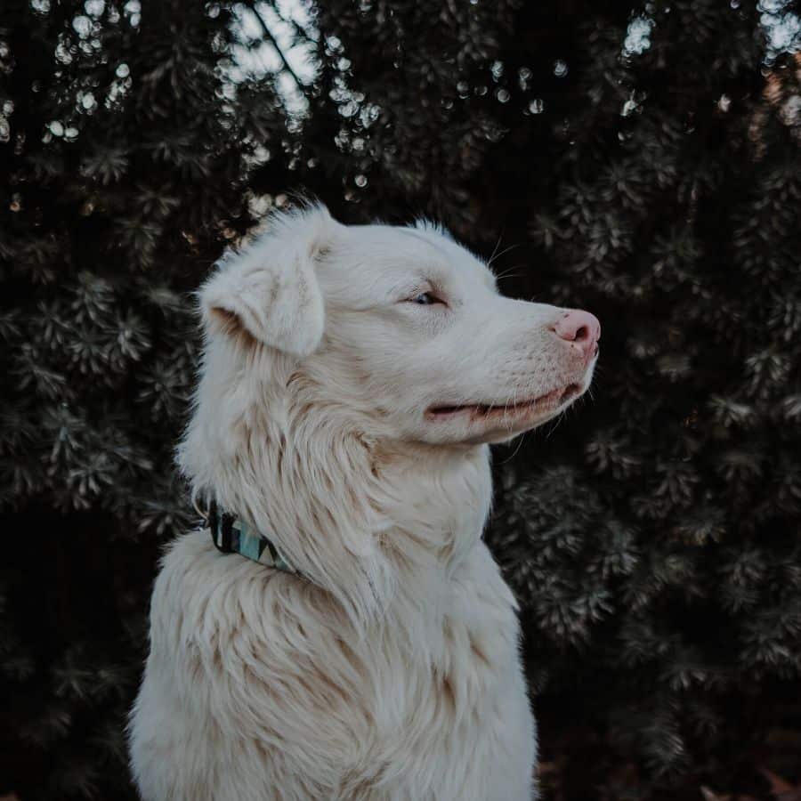 Perros albinos: características y cuidados