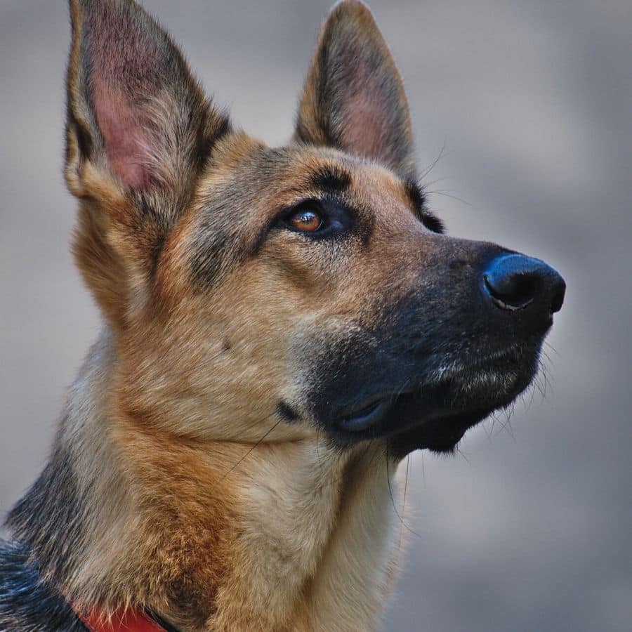 ¿Qué es el pedigrí canino?