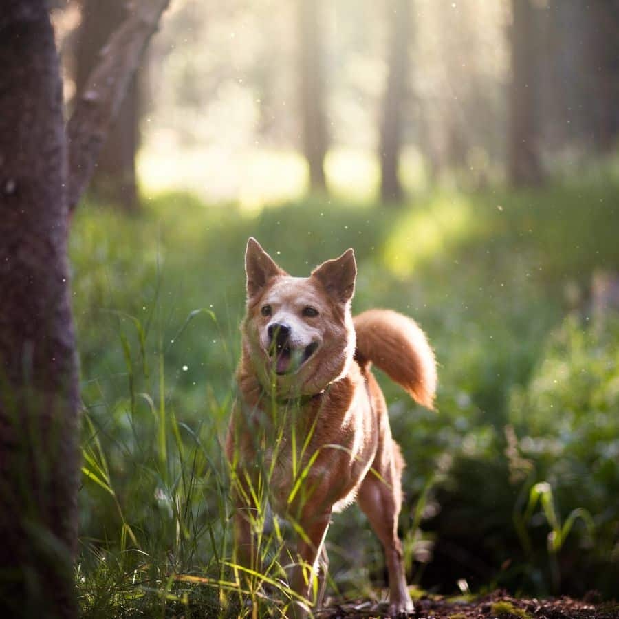 ¿Pueden los perros comer albahaca?