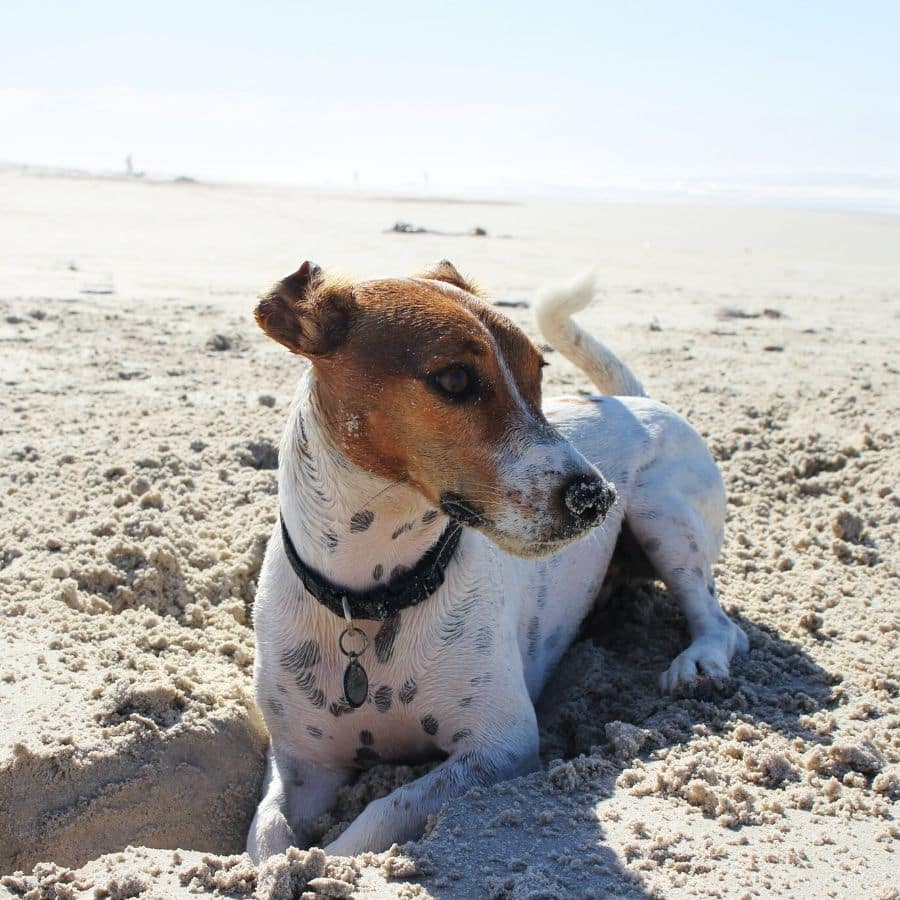 Il mio cane dovrebbe usare la protezione solare?