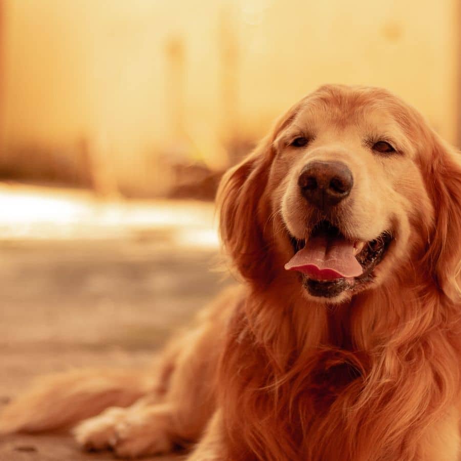 Todos os cães merecem ser felizes