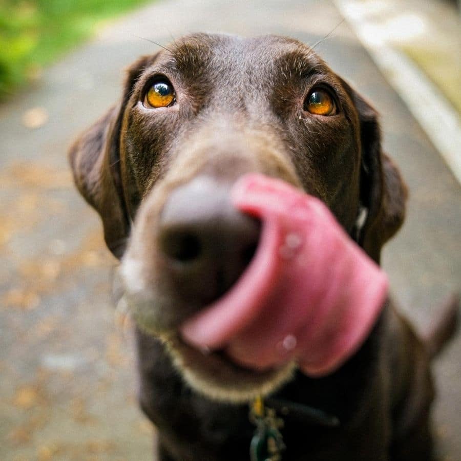 Chuches refrescantes para tu perro