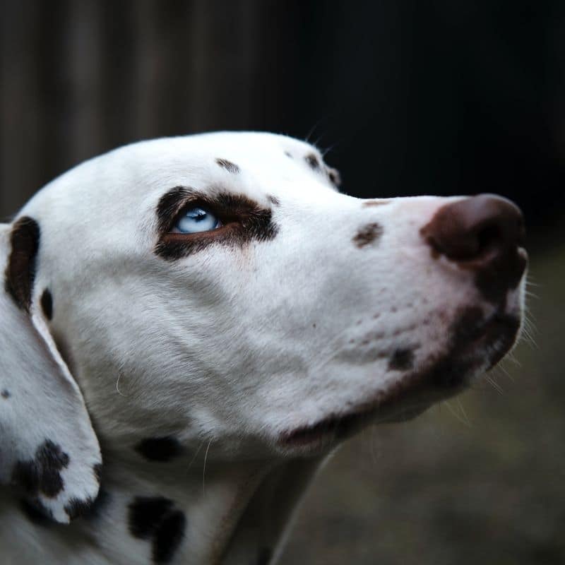 La vista del cane