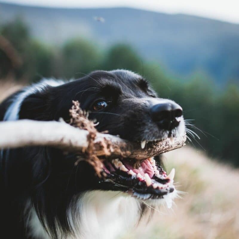 Abcesso dentário em cães