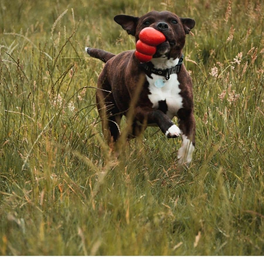 Ensinar o meu cão a andar sem trela: passo a passo