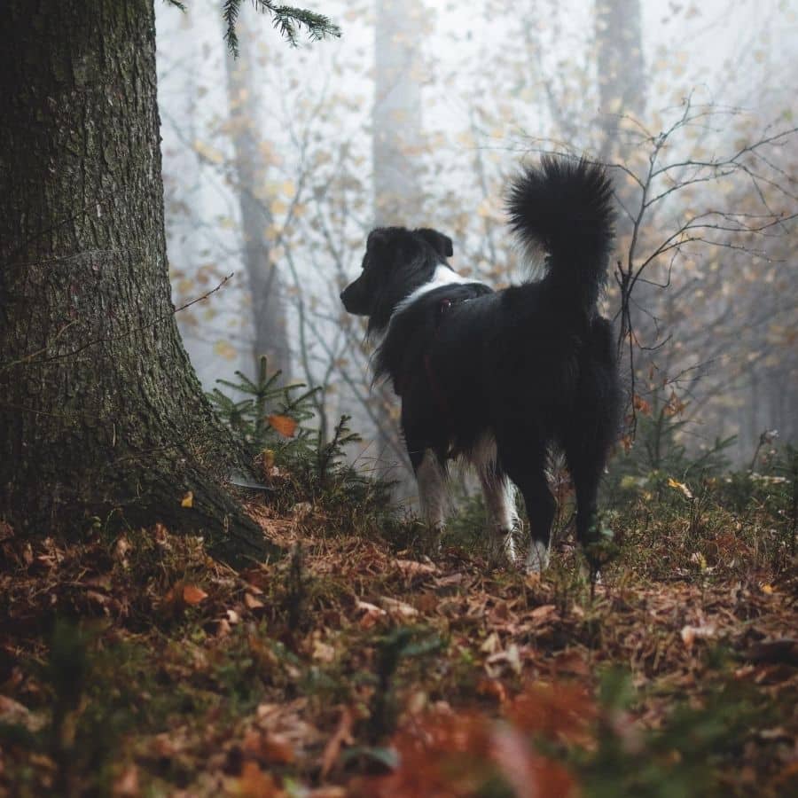 5 cosas que probablemente no sepas sobre la cola de tu perro