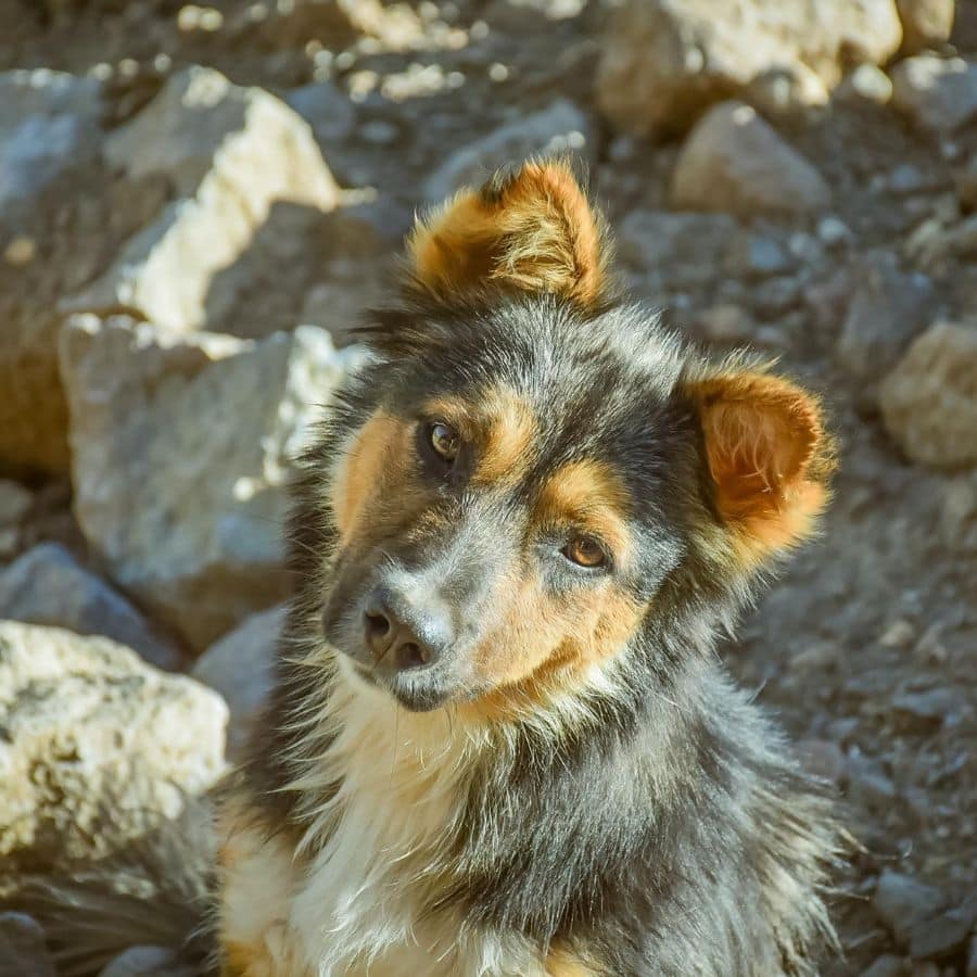 Nombres para perros macho