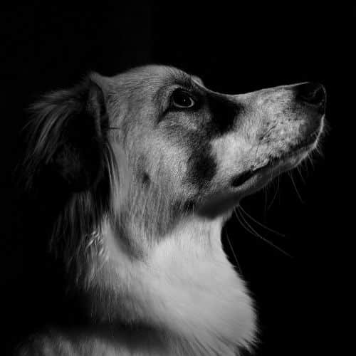 Psicologia canina e comportamento del cane