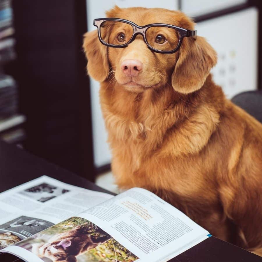 Libri da leggere sui cani: i migliori per conoscerli meglio