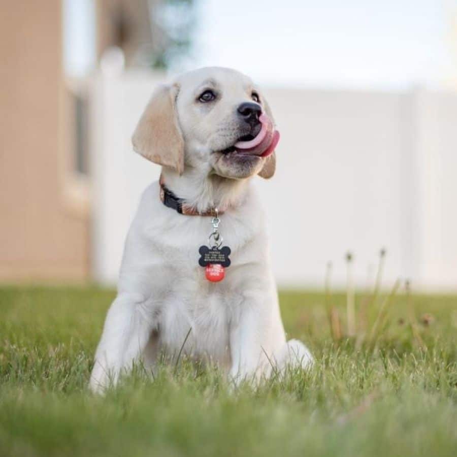 Nomi per cani maschi