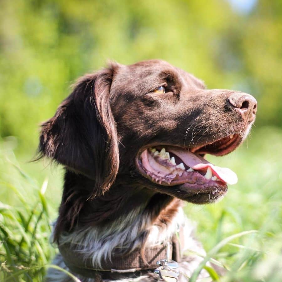 Come scattare la foto perfetta del tuo cane?