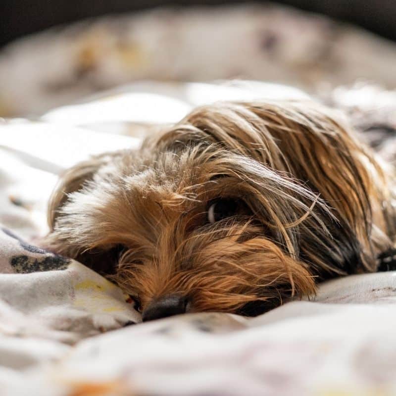 Gastroenterite canina: tudo sobre o assunto - Blog Barkyn