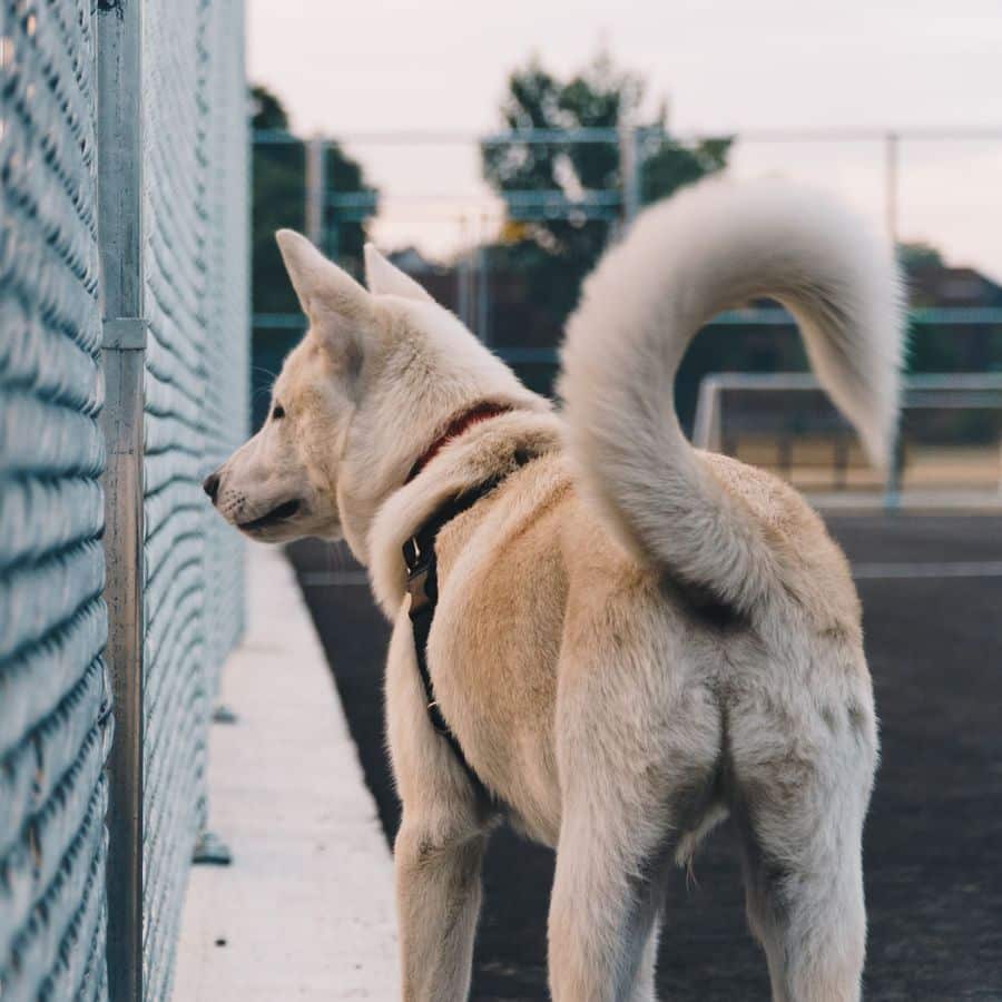 5 coisas que provavelmente não sabe sobre a cauda do seu cão