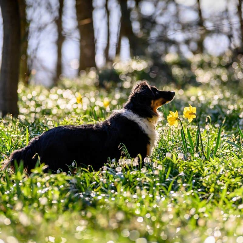 Leptospirose canina: o que é e como tratar?