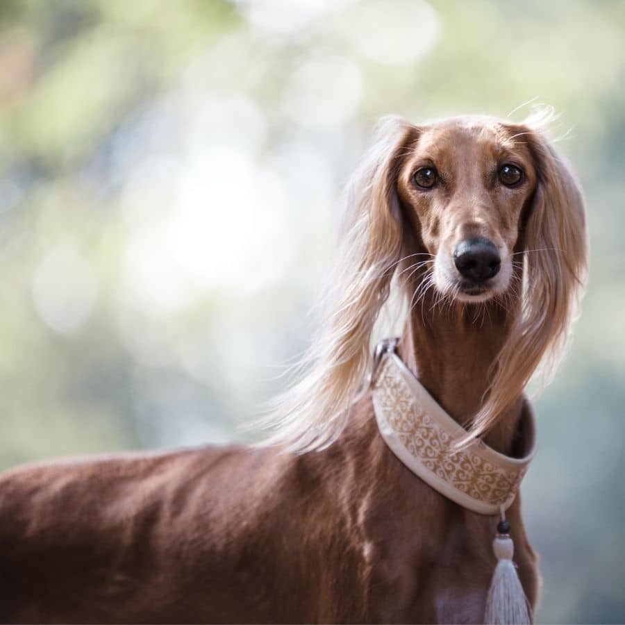 Tinte para pelo de perro, una tendencia: ¿Se recomienda?