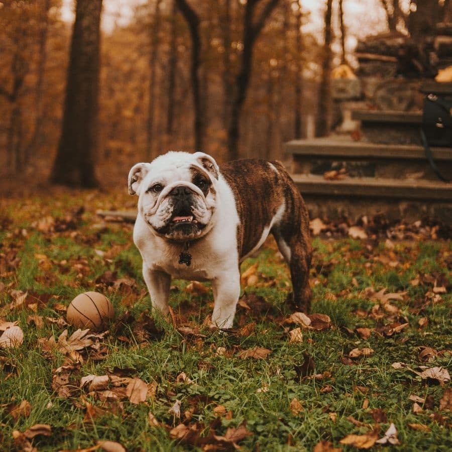 Suplementos vitamínicos para o teu cão no Outono