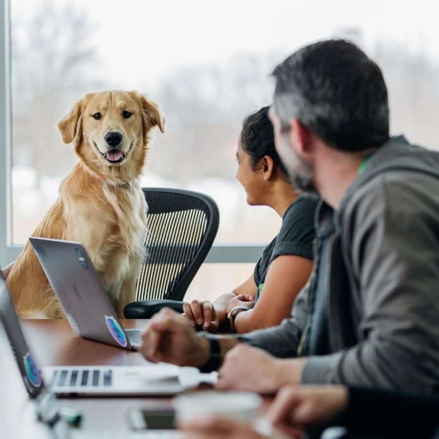 5 dicas mostram se é um tutor responsável para o seu cão