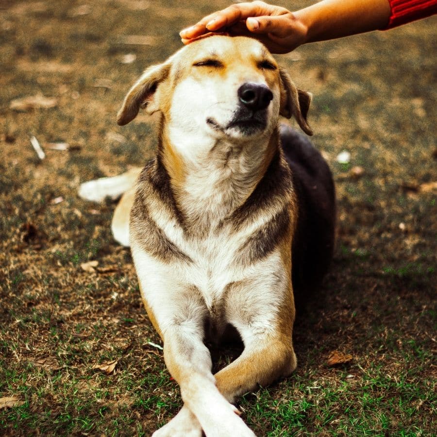 Pancreatite em cães: sintomas e tratamento