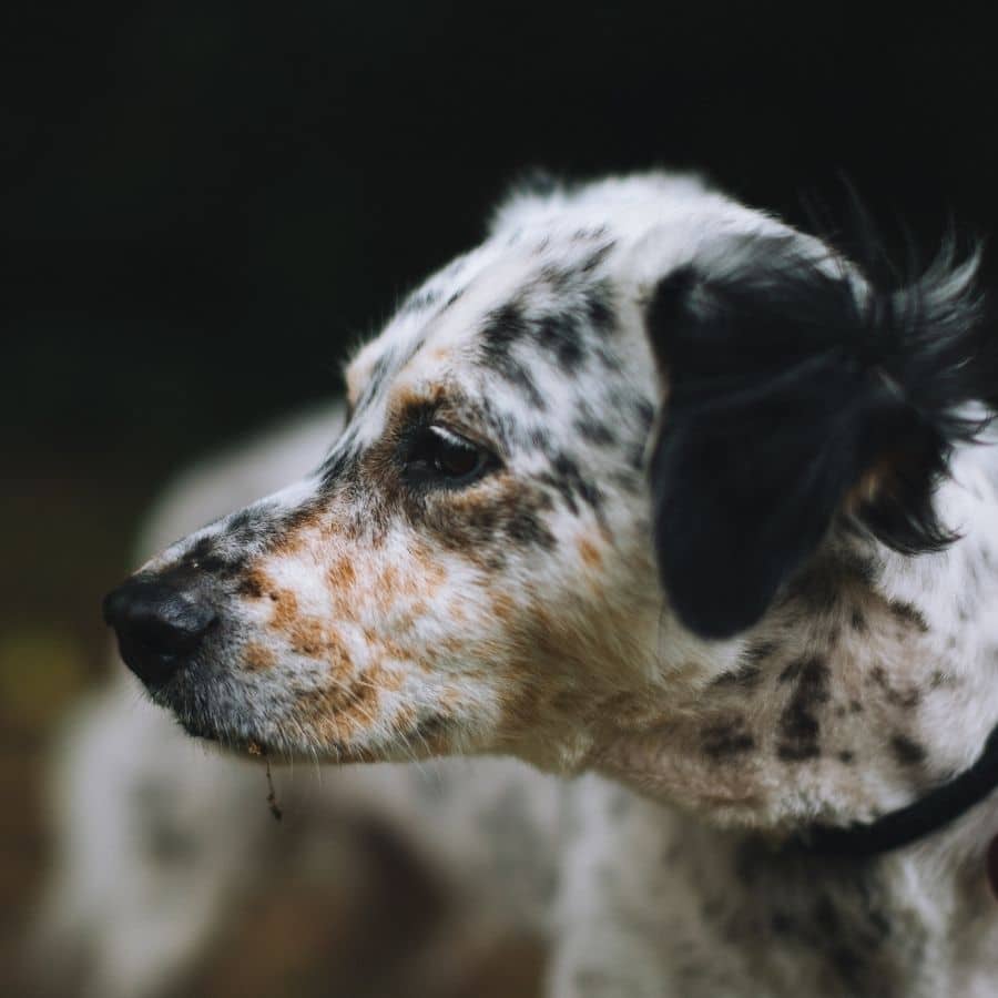 Osteossarcoma canino: causas, sintomas e diagnóstico