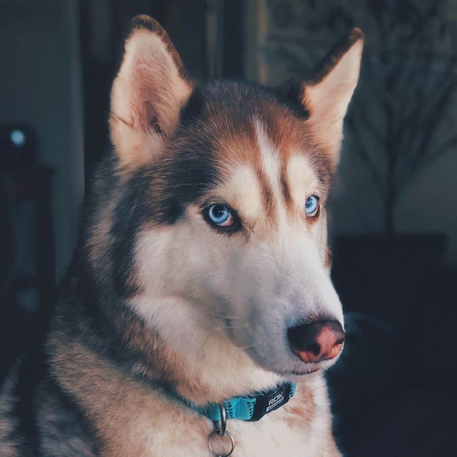 Quanto tempo devo deixar o meu cão sozinho?