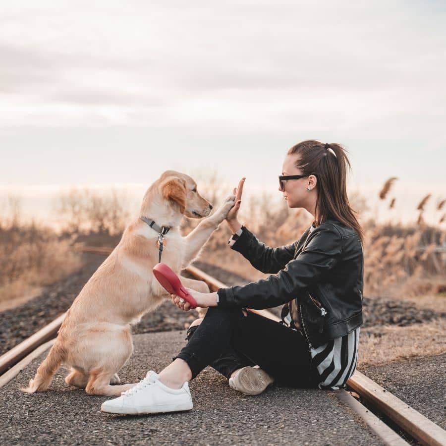 ¿Cómo eligen los perros a su persona favorita?