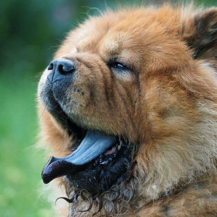 Perros con lenguas azules: ¿Por qué sucede esto con los Chow Chows?