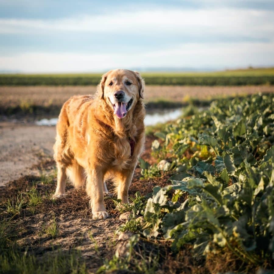 Osteosarcoma canino: causas, síntomas y diagnóstico