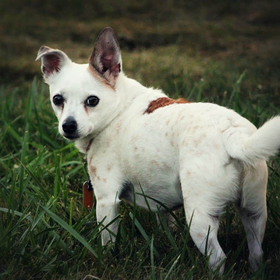 Criptorquidia canina