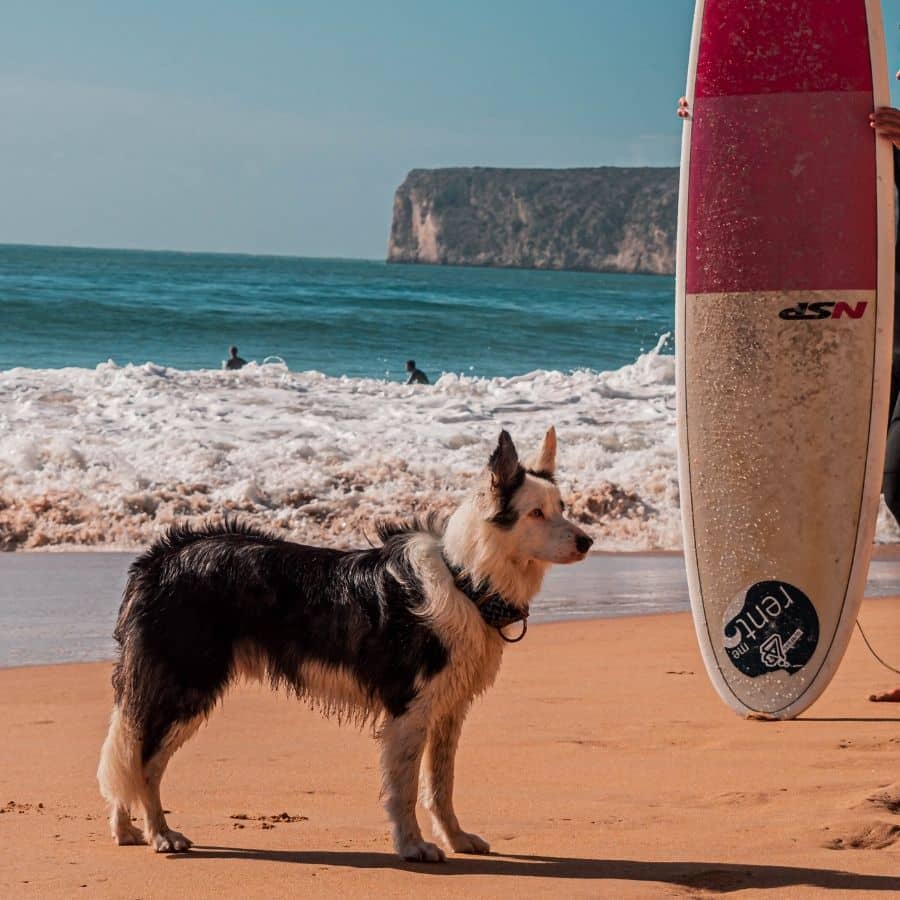 5 actividades en el agua que puedes hacer con tu perro