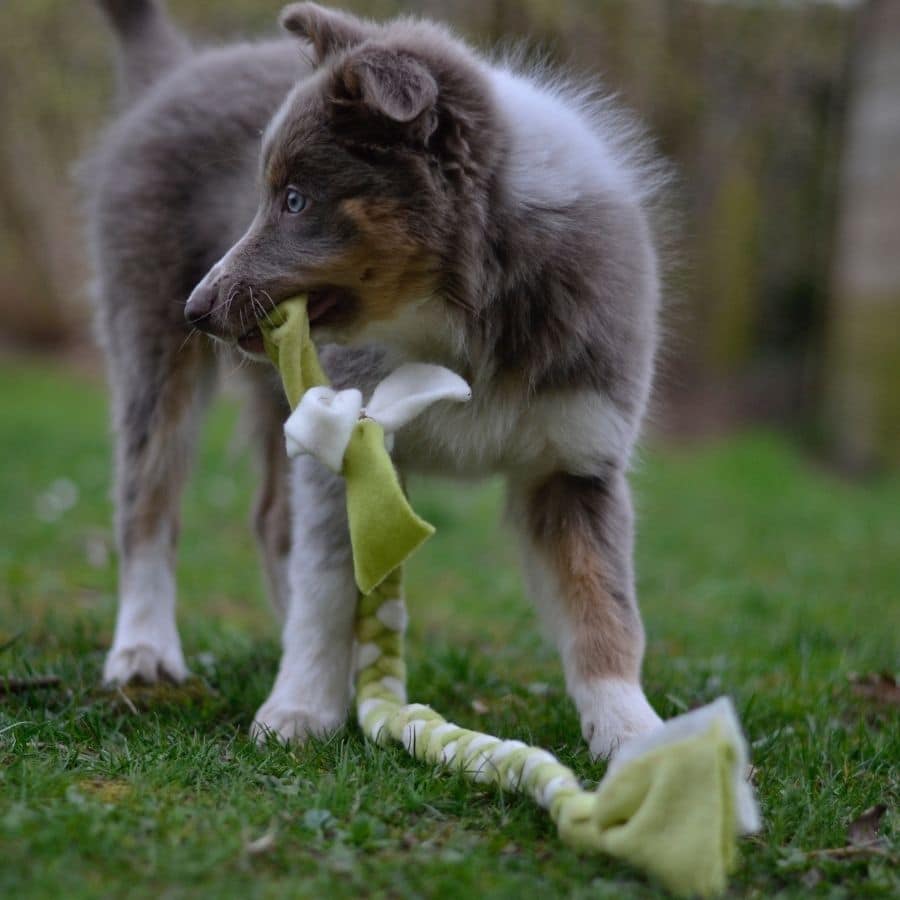 Una Alimentación Saludable para Perros