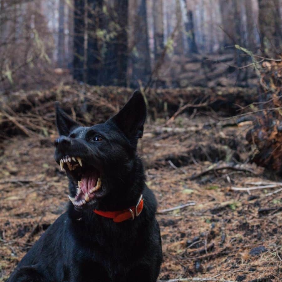 ¿Por qué un perro ataca a otro?