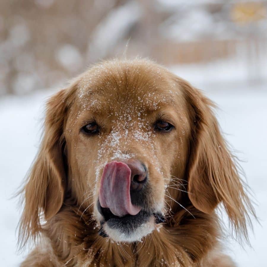 ¿Puede la saliva del perro transmitir enfermedades? 5 mitos y verdades