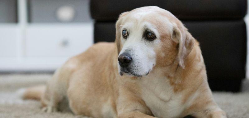 Età del cane rispetto all’uomo: come si calcola?