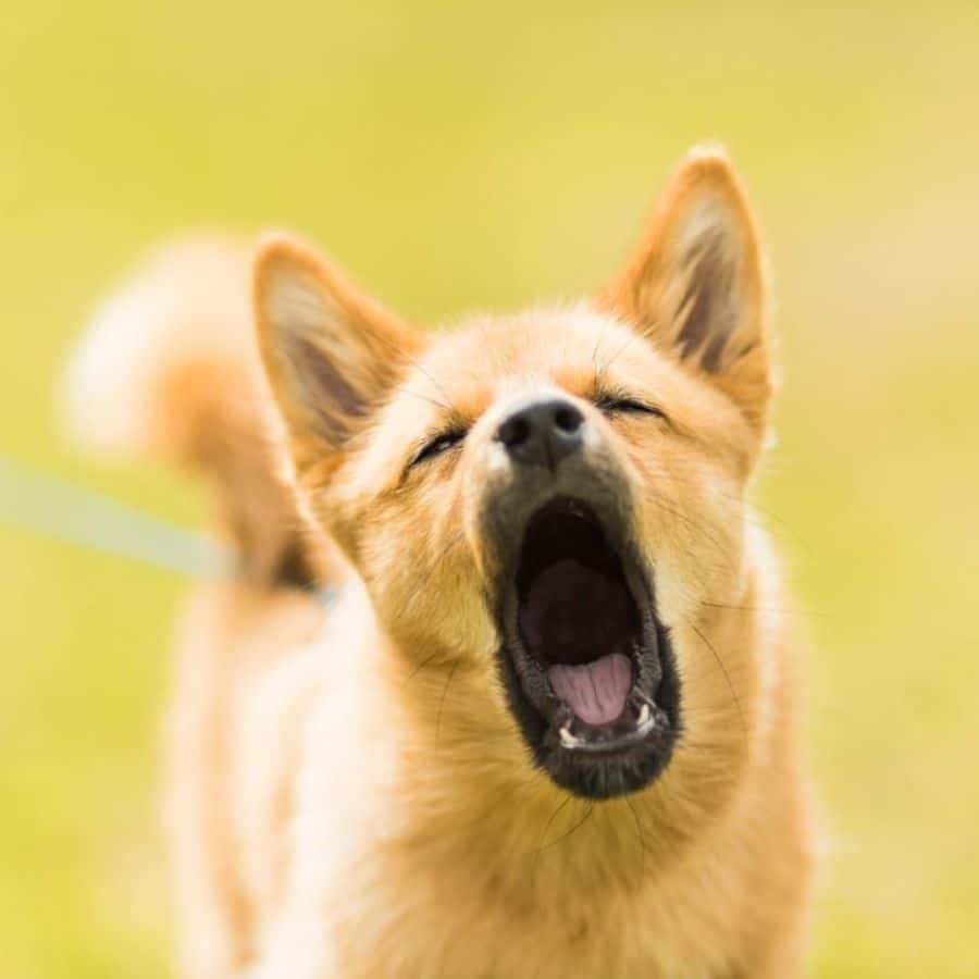 Cane che abbaia: perché e cosa fare