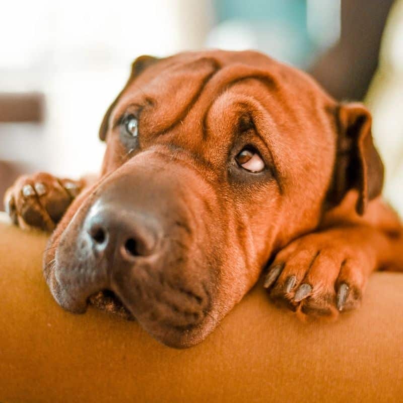 Cão com febre: o que fazer para o ajudar