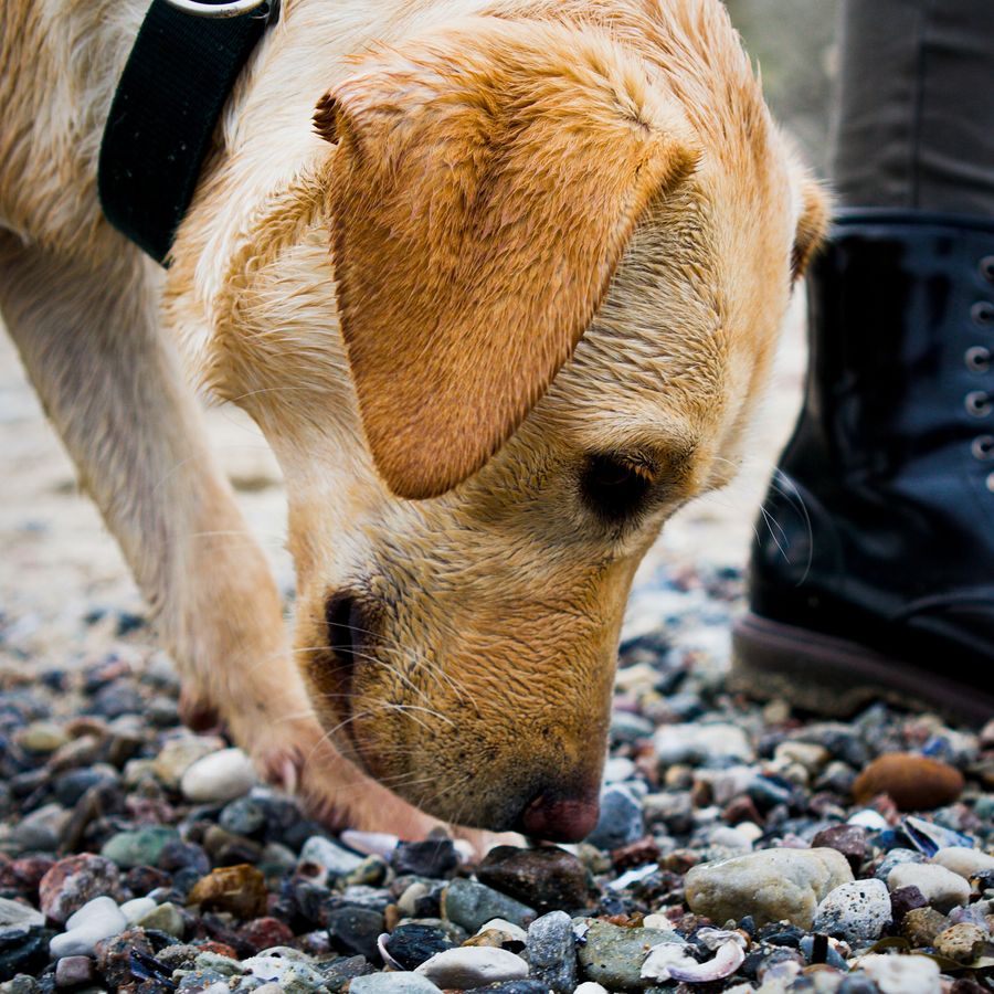 Conheça 6 cheiros que o cão não gosta