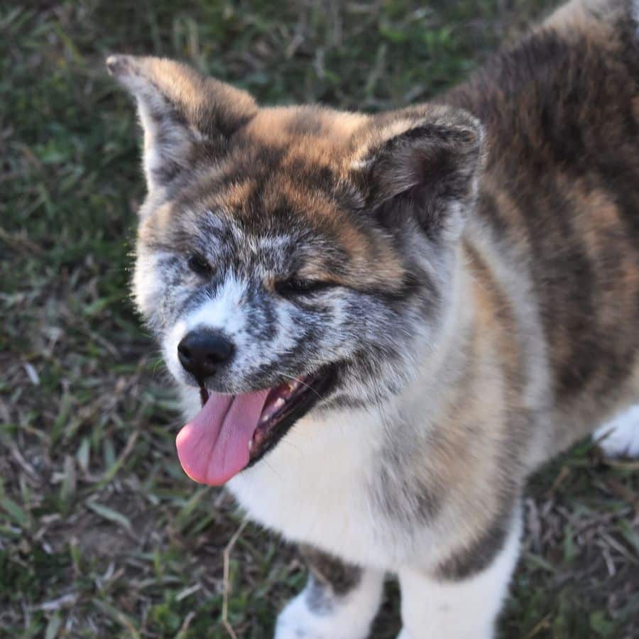 5 Raças de Cães com origem na Ásia